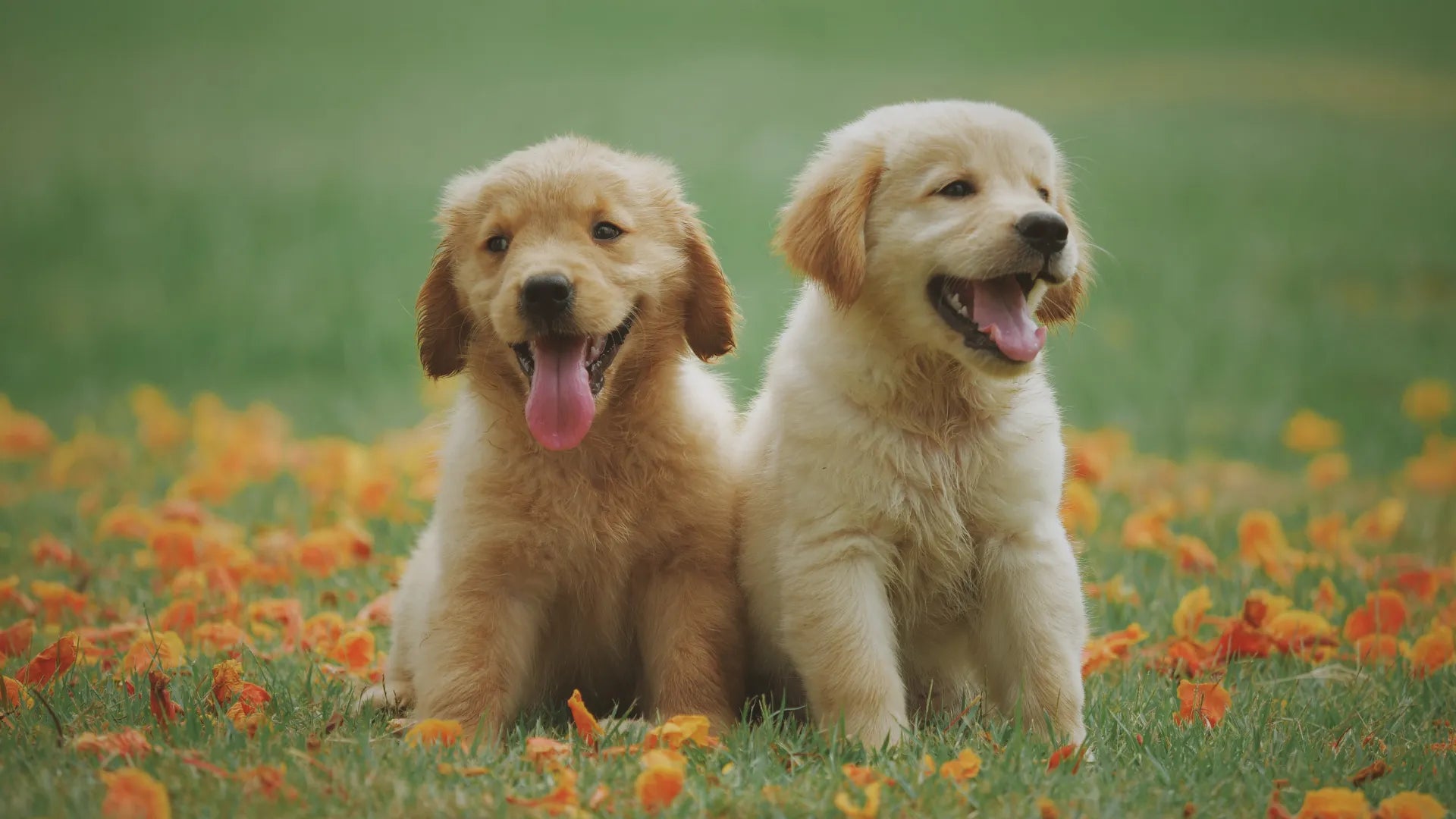 Holiday Travel With Pets: A Calm-Belly, Calm-Heart Checklist