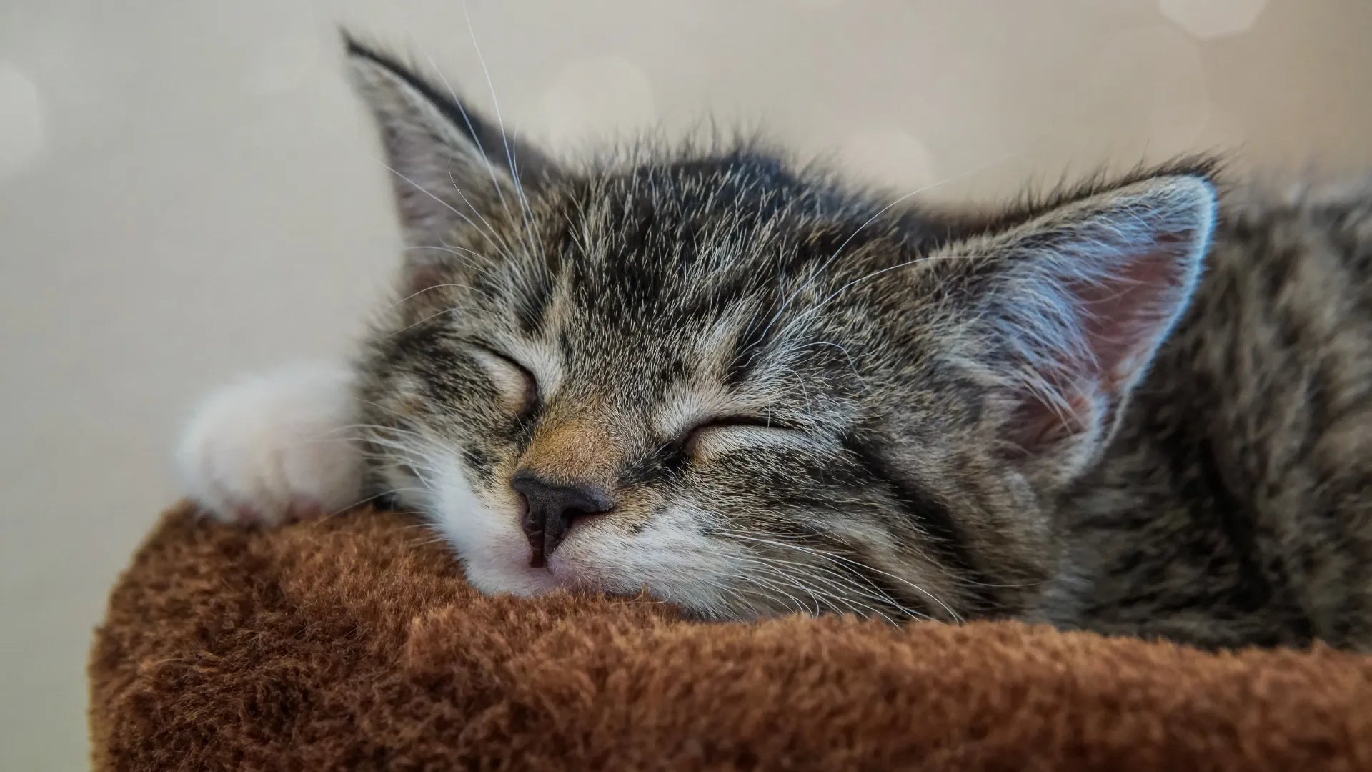 “No-Drama Hairball Season”: A Daily Routine for Cats